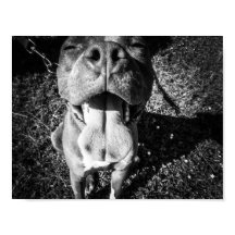 笑顔のピットブル