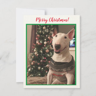 笑顔のブルテリアのクリスマスカード