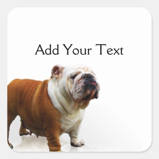 笑顔のブルドッグ スクエアシール (正面)