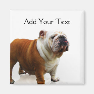 笑顔のブルドッグ マグネット