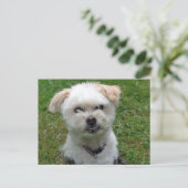 笑顔のポドルクロス葉書 ポストカード (スタンド正面)