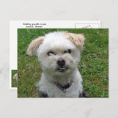 笑顔のポドルクロス葉書 ポストカード (正面/裏面)