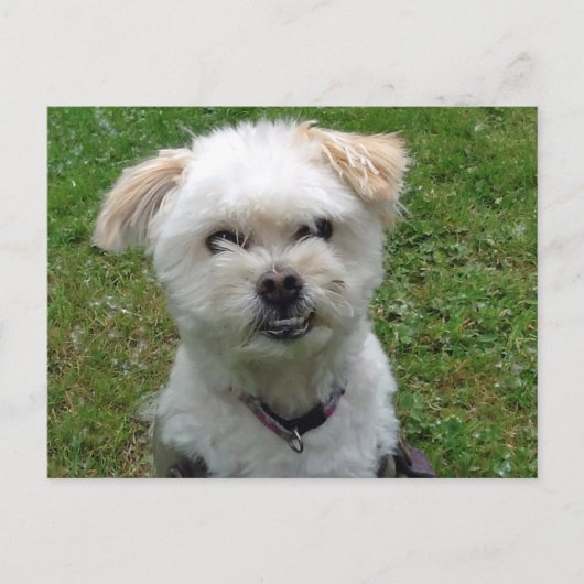 笑顔のポドルクロス葉書 ポストカード (正面)