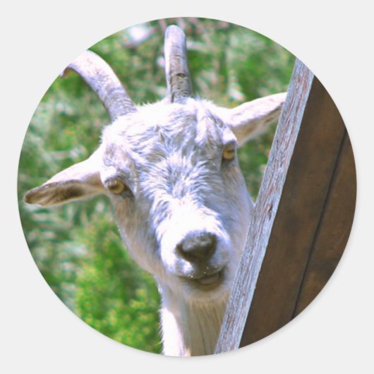 笑顔のヤギのシール ラウンドシール (正面)