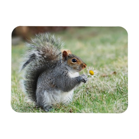 笑顔のリスとデイジー マグネット (横)