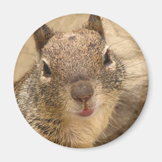 笑顔のリスの丸い磁石 マグネット (正面)