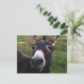 笑顔のロバ葉書 ポストカード (スタンド正面)