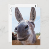 笑顔のロバ葉書 ポストカード (正面/裏面)