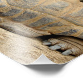 笑顔の亀 フォトプリント            (角)