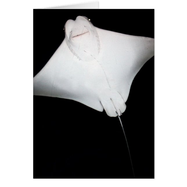 笑顔の光線 (正面)