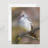 笑顔の灰喉のフライキャッチャー松の鳥の枝 ポストカード (正面/裏面)