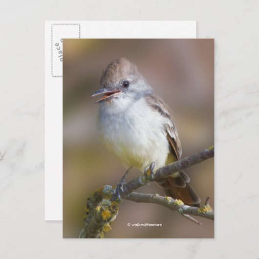 笑顔の灰喉のフライキャッチャー松の鳥の枝 ポストカード (正面/裏面)