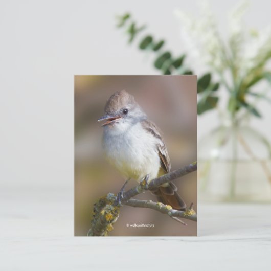 笑顔の灰喉のフライキャッチャー松の鳥の枝 ポストカード (スタンド正面)