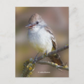 笑顔の灰喉のフライキャッチャー松の鳥の枝 ポストカード (正面)