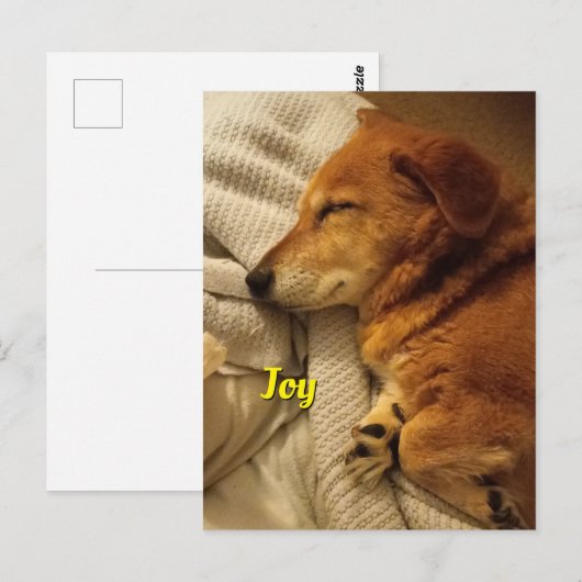 笑顔の犬はがき ポストカード (正面/裏面)