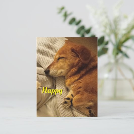 笑顔の犬 ポストカード (スタンド正面)