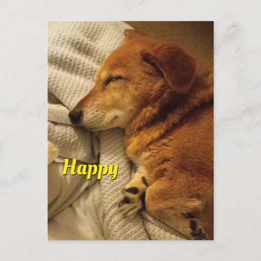 笑顔の犬 ポストカード (正面)