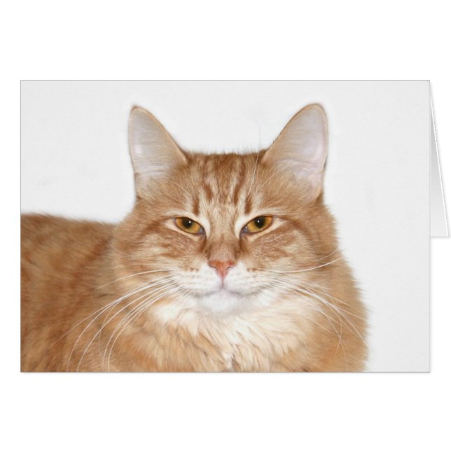 笑顔の猫スマグ (正面横)