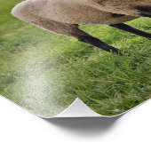 笑顔の羊 フォトプリント            (角)