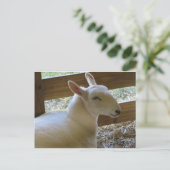 笑顔の羊 ポストカード (スタンド正面)