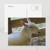 笑顔の羊 ポストカード (正面/裏面)