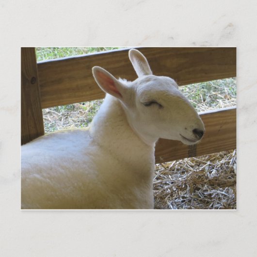 笑顔の羊 ポストカード (正面)