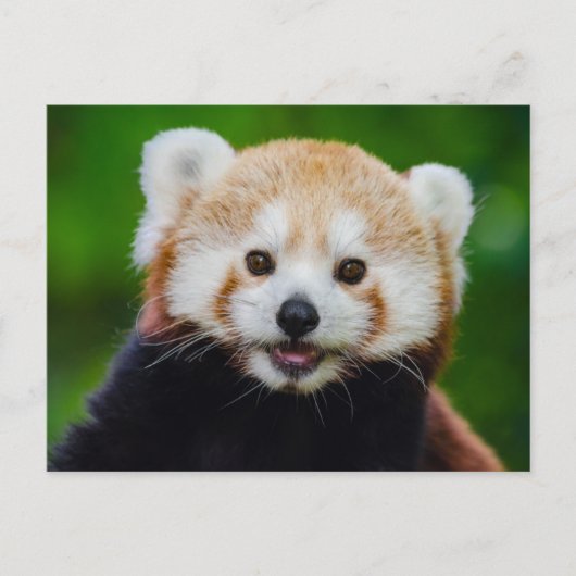 笑顔の赤いパンダ写真はがき ポストカード (正面)