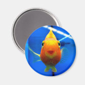 笑顔の金魚の丸磁石 マグネット (正面/裏面)