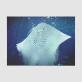 笑顔のSting Rayギフトラップティッシュペーパー 薄葉紙