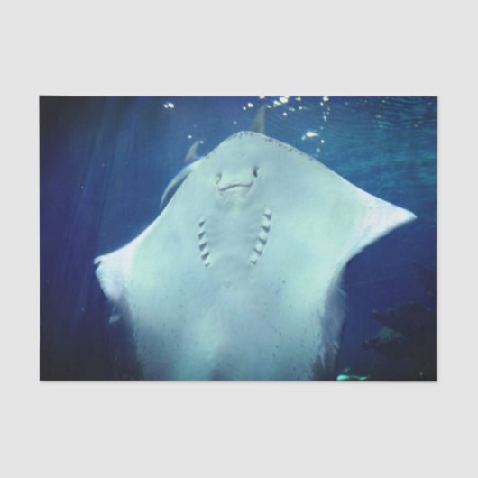 笑顔のSting Rayギフトラップティッシュペーパー 薄葉紙 (正面)