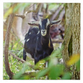 笑顔ヤギ タイル (正面)