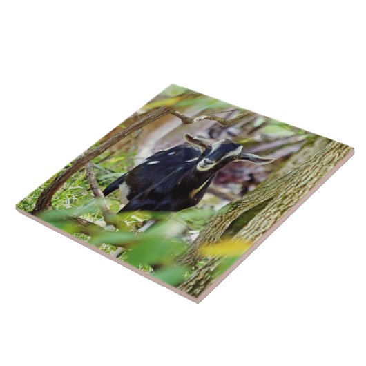 笑顔ヤギ タイル (側面)