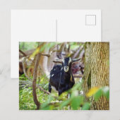 笑顔ヤギ ポストカード (正面/裏面)