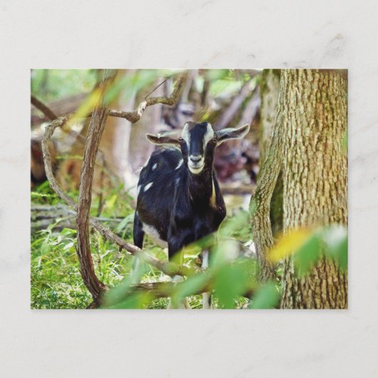 笑顔ヤギ ポストカード (正面)