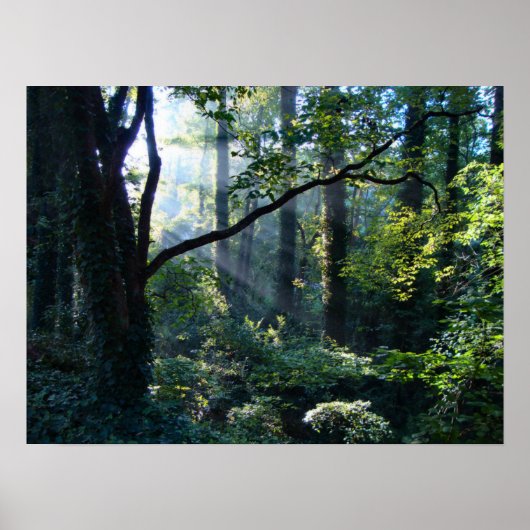 第1ライトプリント ポスター (正面)