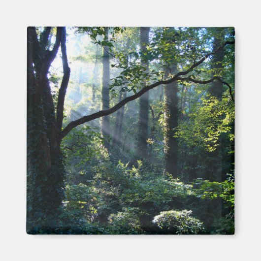 第1ライトマグネット マグネット (正面)