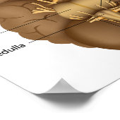 第12脳神経ポスター ポスター (角)