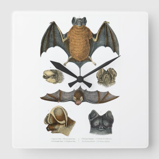 第19回C.こうもりプリント スクエア壁時計 (正面)