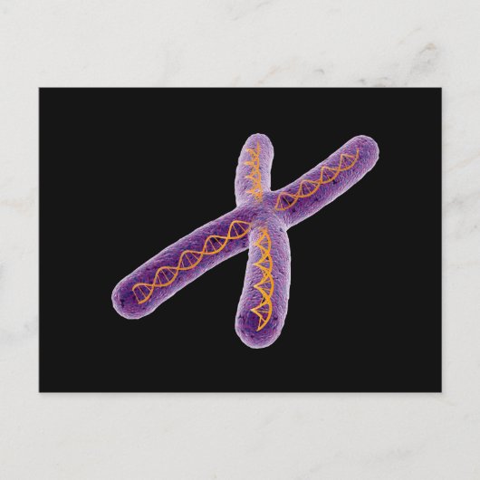 第2染色体の概念像 ポストカード (正面)