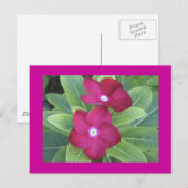 第2花はがき ポストカード (正面/裏面)