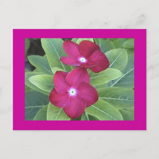 第2花はがき ポストカード (正面)