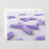 第4染色体の概念像 ポストカード (正面/裏面)