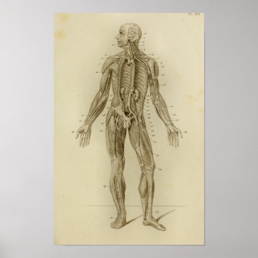 筋動脈解剖学プリントヴィンテージ ポスター (正面)