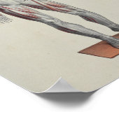 筋筋筋筋膜解剖学プリント前部 ポスター (角)