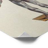 筋筋筋膜解剖学プリント前背 ポスター (角)