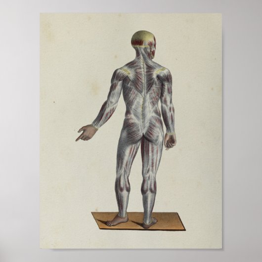 筋筋筋膜解剖学プリント後面 ポスター (正面)