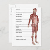 筋系の図 ポストカード (正面/裏面)