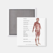 筋系の図 マグネット (正面/裏面)