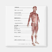 筋系の図 マグネット (正面)