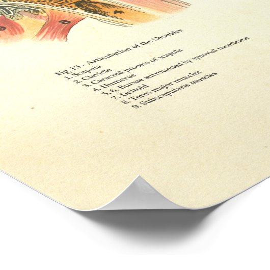 筋肉と関節の人間の解剖学ポスター ポスター (角)